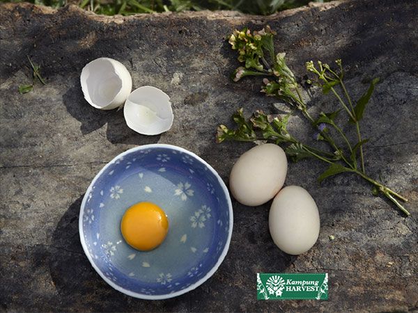 Free Range Non Fertilize Chicken Eggs (6pcs)